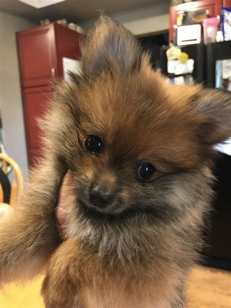 Brighton <strong>pomeranians for sale</strong>. . Pomeranian puppies for sale michigan